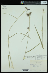 Fuirena simplex var. simplex image