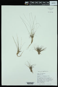 Eleocharis microcarpa var. filiculmis image