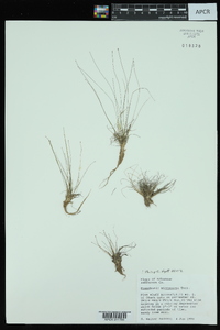 Eleocharis microcarpa image