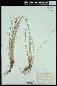 Eleocharis ovata image