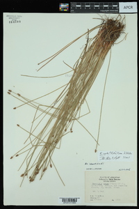 Eleocharis ovata image