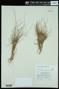 Eleocharis ovata image