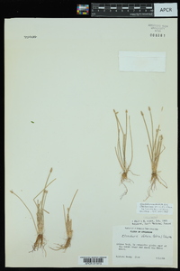 Eleocharis ovata image