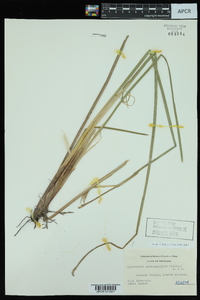 Eleocharis quadrangulata image