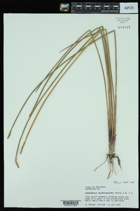 Eleocharis quadrangulata image