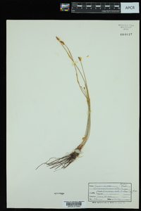 Eleocharis macrostachya image