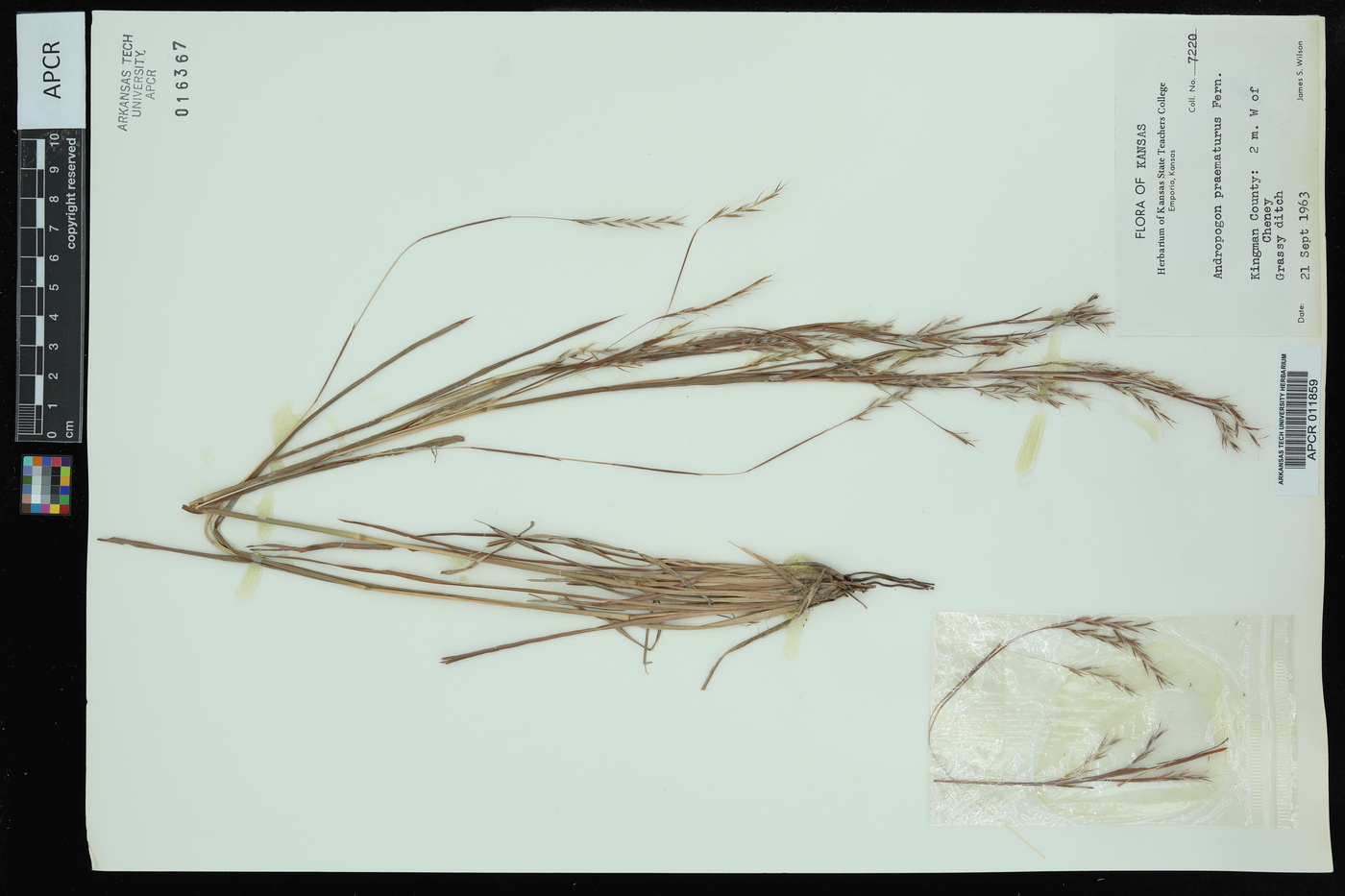 Schizachyrium scoparium var. scoparium image