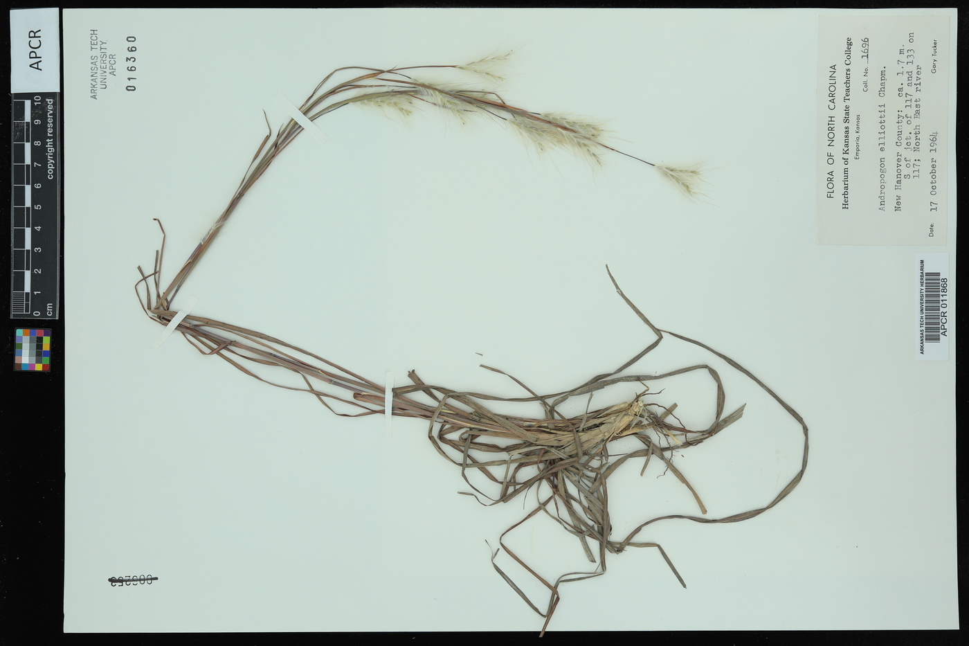 Andropogon elliottii image