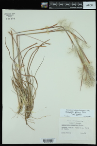 Andropogon gyrans var. gyrans image