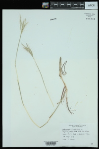 Bothriochloa ischaemum image