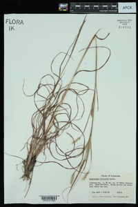 Andropogon ternarius image