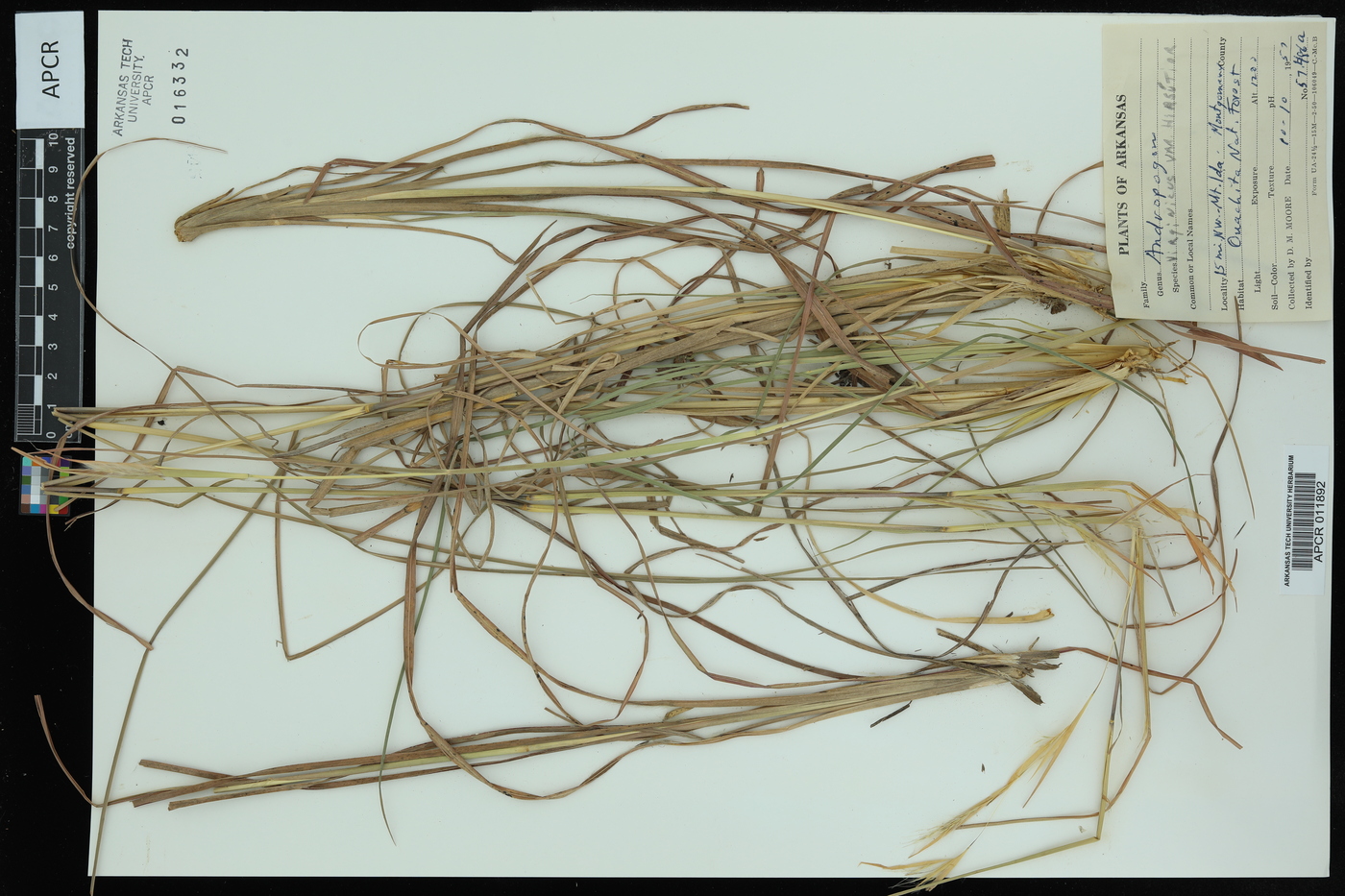 Andropogon virginicus var. hirsutior image