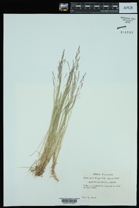 Agrostis elliottiana image