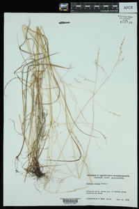 Festuca obtusa image