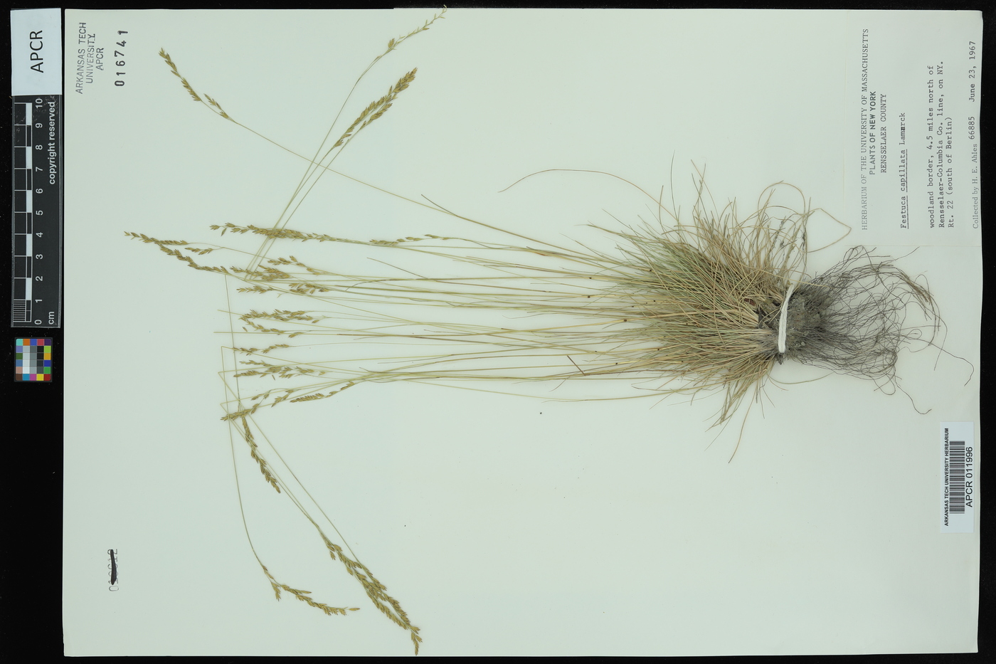 Festuca filiformis image