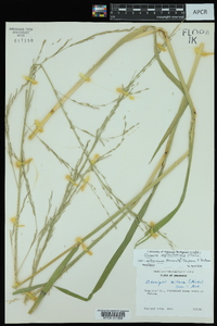 Glyceria septentrionalis image