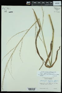 Glyceria septentrionalis image