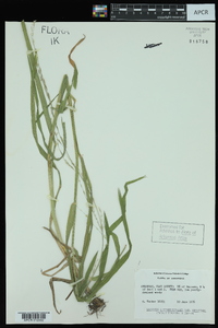 Glyceria septentrionalis image