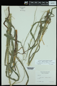 Glyceria septentrionalis image