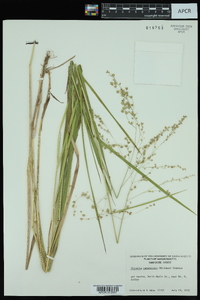 Glyceria canadensis image