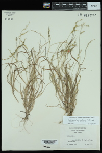 Echinochloa colona image