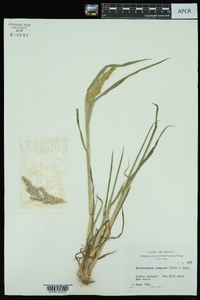 Echinochloa muricata var. muricata image