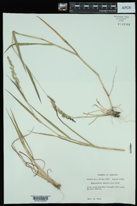 Echinochloa colona image