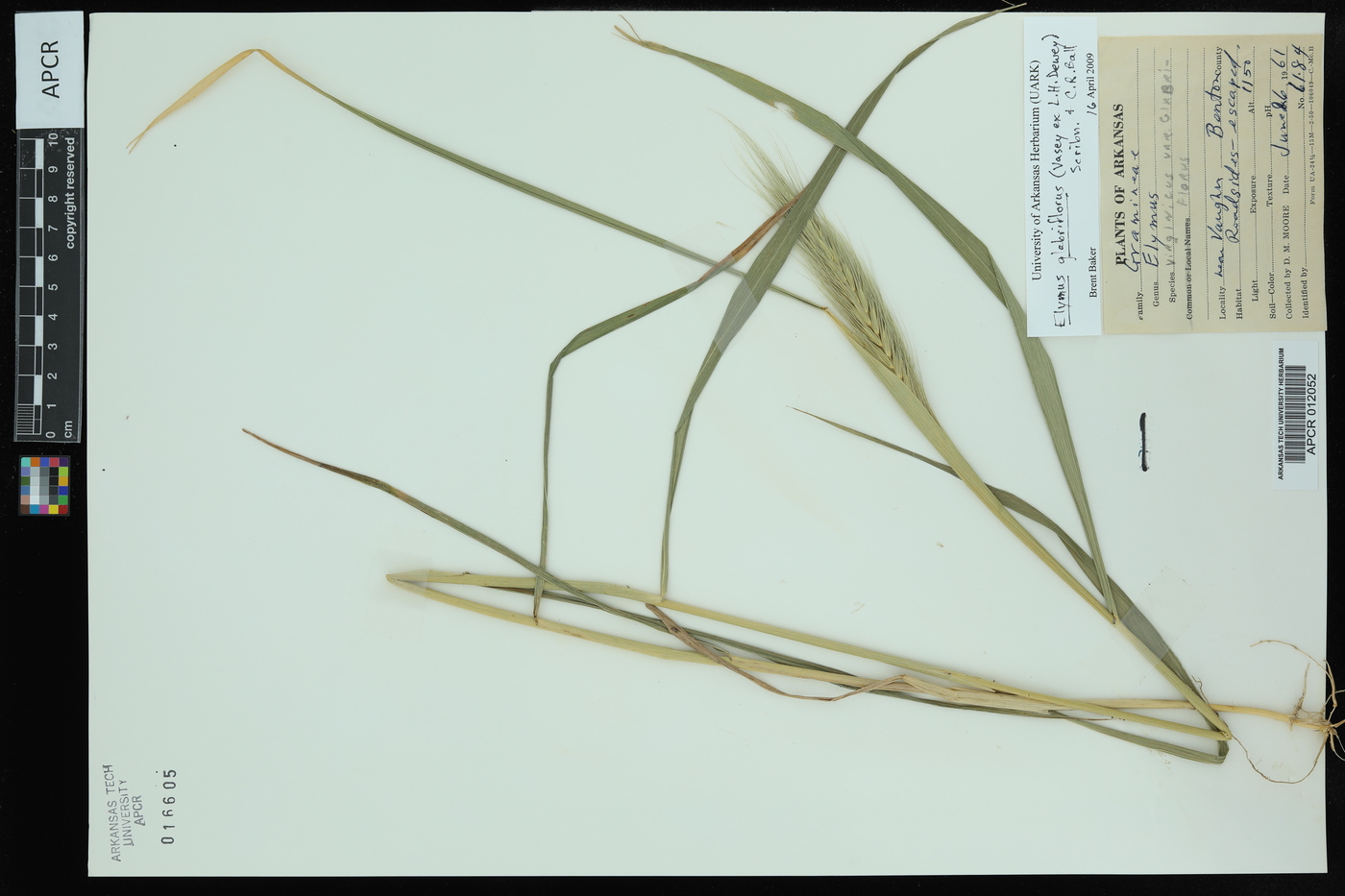 Elymus glabriflorus image