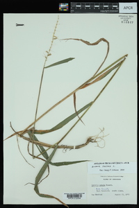 Elymus hystrix image