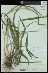 Elymus hystrix image