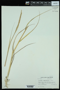 Spartina alterniflora image