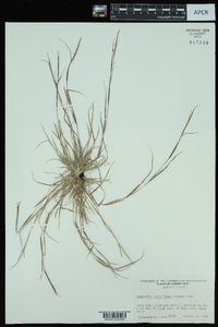 Sporobolus vaginiflorus image