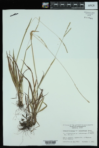 Paspalum setaceum var. muhlenbergii image