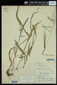 Paspalum pubiflorum image