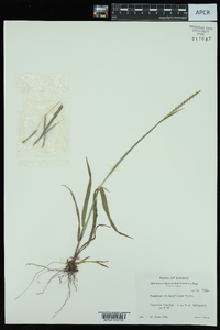 Paspalum setaceum var. ciliatifolium image