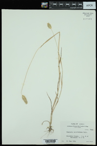 Phalaris caroliniana image