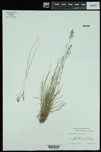 Poa sylvestris image