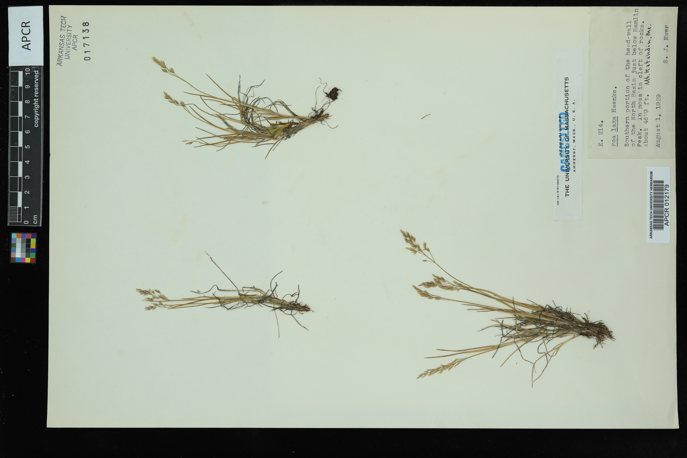 Poa laxa image