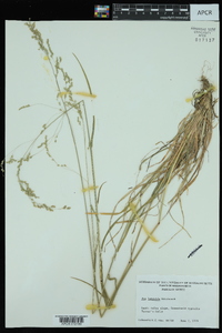 Poa languida image