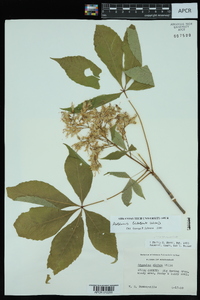 Aesculus glabra image