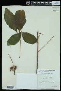 Aesculus glabra image