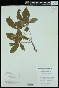 Aesculus glabra image