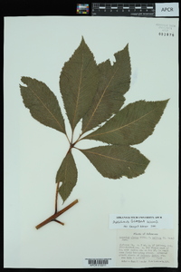 Aesculus glabra image