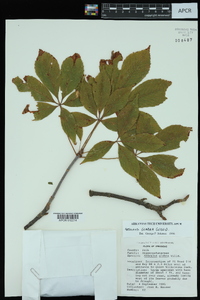 Aesculus glabra image