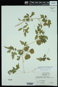 Cardiospermum halicacabum image