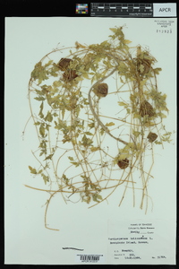 Cardiospermum halicacabum image