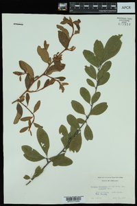 Sideroxylon lanuginosum image