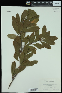 Sideroxylon lanuginosum subsp. lanuginosum image