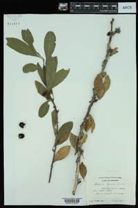 Sideroxylon lycioides image