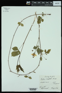 Rubus argutus image